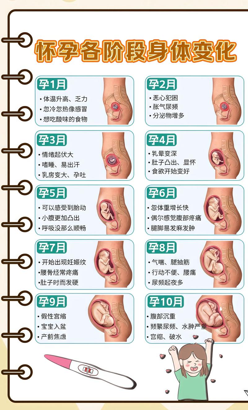 揭秘供卵代孕妈妈怀孕小腹分两节，孕期变化的奥秘莱芜代生机构: